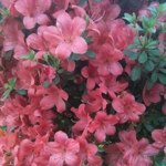 11821939_147308218940241_301256217_a