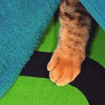 11243670_1598211447095021_922784608_a