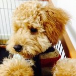 11821241_826470167471467_850506655_a