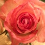 11849989_1634883726726008_221625159_a