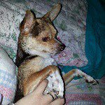 11379769_479783512178021_154533320_a