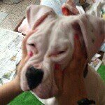 11850396_484261861748030_1293859347_a