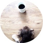 11190817_1587617488147077_862993922_a