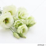 11243933_381217502083867_1184989686_a