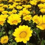 10547144_757963644226818_633195427_a