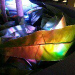 1169963_346952268801561_1263134772_a