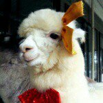 11123689_912941568749360_1343549550_a