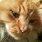 11849932_1031165030257228_1204658678_a