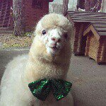 10608140_440219029449537_276417901_a