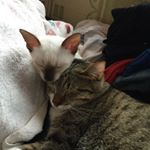 11428645_474725672688833_485875675_a