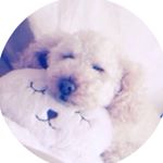 11909318_1482163758750942_26959125_a