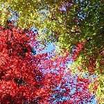 10727608_1537073809844128_539897268_a