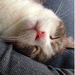 927157_841594225852060_1019155900_a