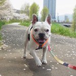 10643918_1530639787172455_942802461_a