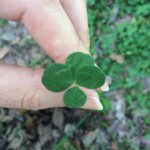 11203294_1646932722206707_1090036263_a