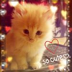 11375771_1642262109391724_239567268_a