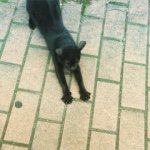 11350990_1588230798109776_1694789276_a