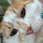 11255902_135494806796763_1905678952_a