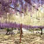 11190093_1433320110317512_846274264_a