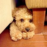 11419297_1438756473119085_102146261_a