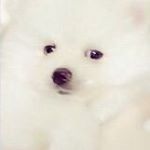 11910270_1603866676543655_564730795_a