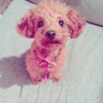 10995029_1400153240294061_1798712151_a