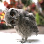 10655088_1452593015058168_518080385_a