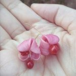 11371059_1033918859975312_1171045711_a