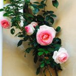 11349462_105216616480757_894755809_a