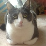 11326448_439245052930458_299429381_a