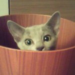 11385207_1625753034305446_528418028_a