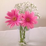 11925907_1594432164150612_1407937747_a