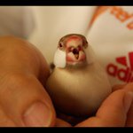 11372116_107180132966156_389846920_a