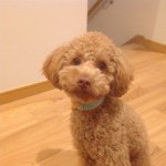 10954392_1412941545670600_1184247071_a