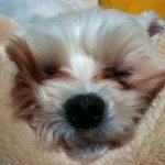 11350670_1485634735062982_996123376_a