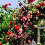 11351594_856029104473757_1043679538_a