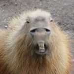 11375280_1464300923895700_1029366761_a