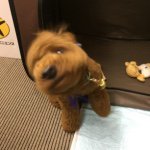 11273089_718214528288534_2060341591_a