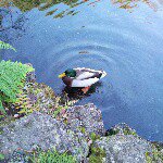 10864666_905449032820823_415044454_a