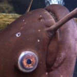 11371282_1009611569058837_1929915360_a