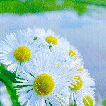 11357695_1455196688110807_522281155_a