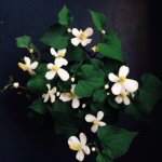 11265180_1658436464388593_1393553434_a