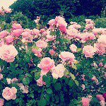 11326200_869046266501087_1657161115_a