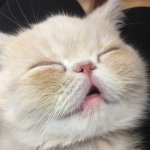 10979624_655874511204604_147864345_a