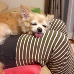 11910135_105247489828812_7839272_a