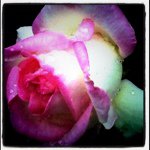 11375148_1475445892750592_516564360_a