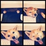 11208413_433695073479882_1344148638_a