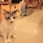 11910447_532802060204000_1956263864_a