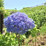 11377516_473068779516528_711590204_a