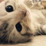 1538560_633002900133784_2095803671_a